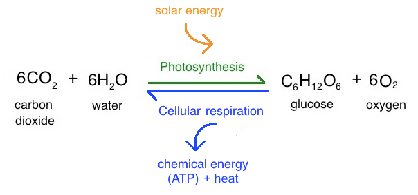 <p>Process of Photosynthesis</p>