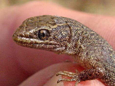 <p>Xantusiidae (Night Lizard)</p>