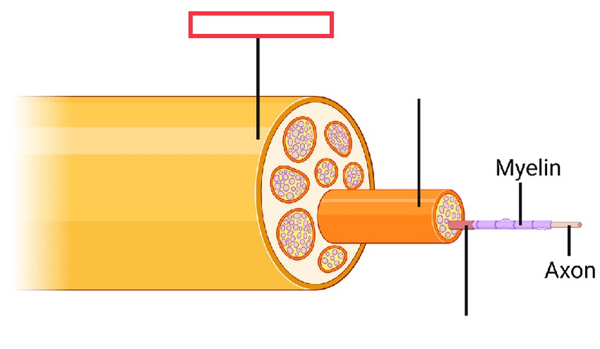 outermost layer of connective tissue that surrounds an entire nerve