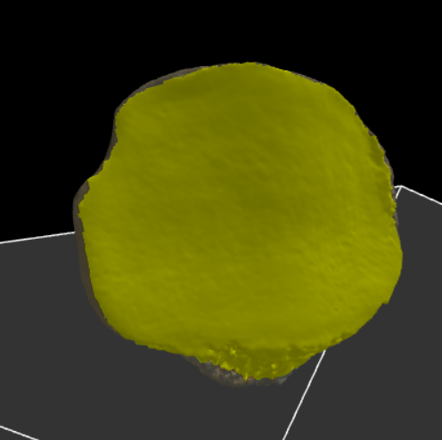 <p>De dorsale zijde</p>