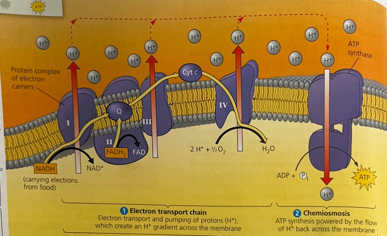 <p>Explain this image</p>