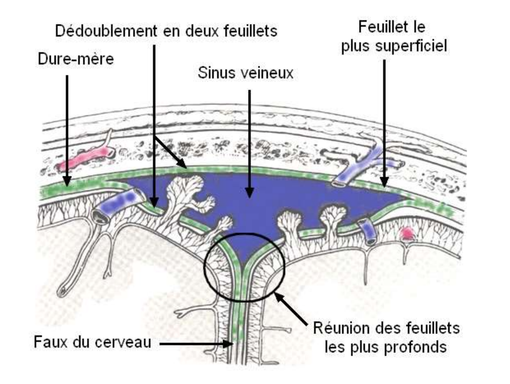 <p>C’est un dédoublement des feuillets de la dure mère </p>
