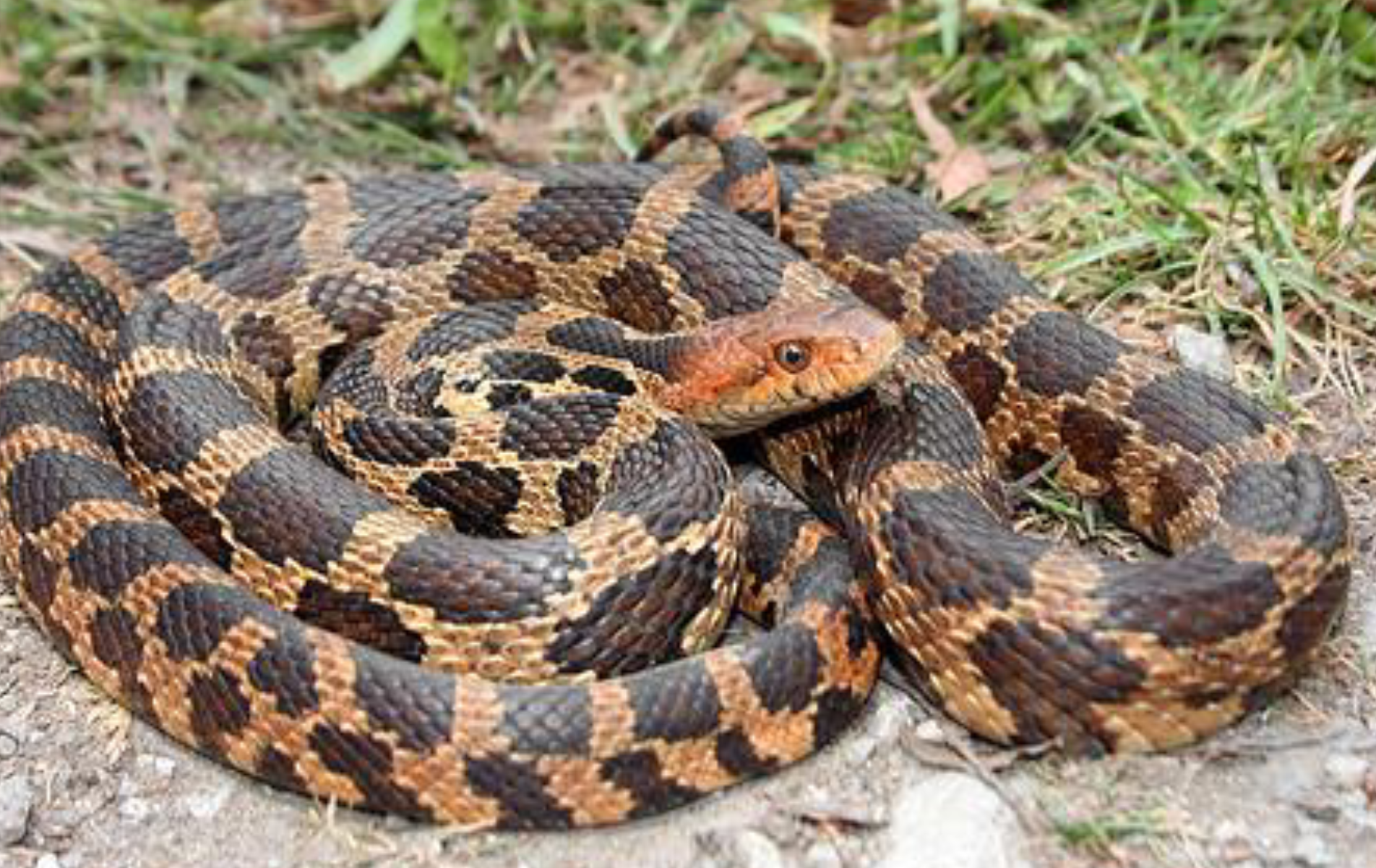 <p><span>what is this and what are its habitat and diet preferences</span></p>