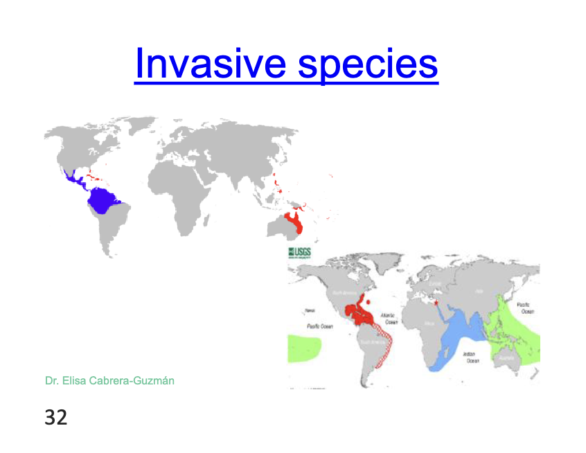 <p>they are everywhere espcially in these highlghted regions tha tdeal with trade</p>