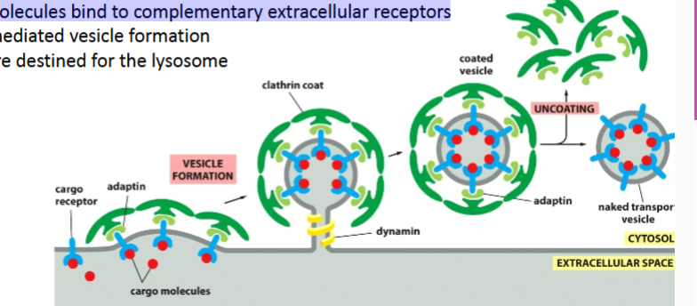 <ul><li><p>Specific cargo injesyed</p></li><li><p>Requires <strong>clathrin (receptor selects specific cargo)</strong></p></li><li><p><span><span>Vesicles are destined for the lysosome</span></span></p></li></ul><p></p>