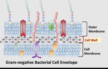 <p>what bacteria is this?</p>