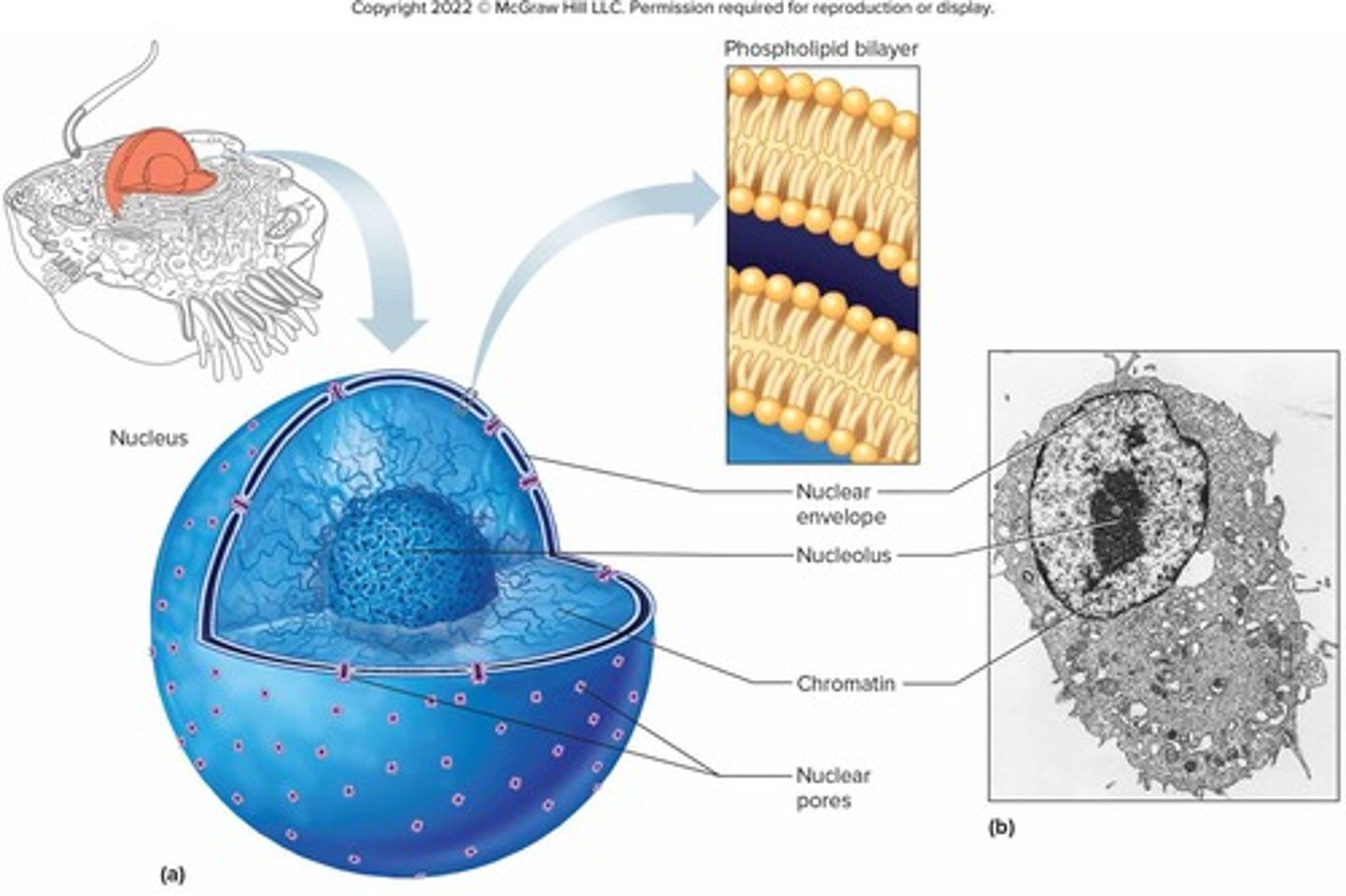 <p>A double-layered membrane surrounding the nucleus that separates nucleoplasm from cytoplasm.</p>