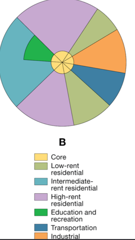 <p>Whose model of cities is this?: </p><ul><li><p>focused on residential patterns, explaining where the wealthy in a city chose to live.</p></li><li><p> grows outward from the center</p></li></ul>