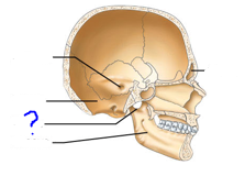 <p>Depressions and openings for blood vessels &amp; nerves</p><ul><li><p>Indentation at the edge of a structure</p></li></ul>
