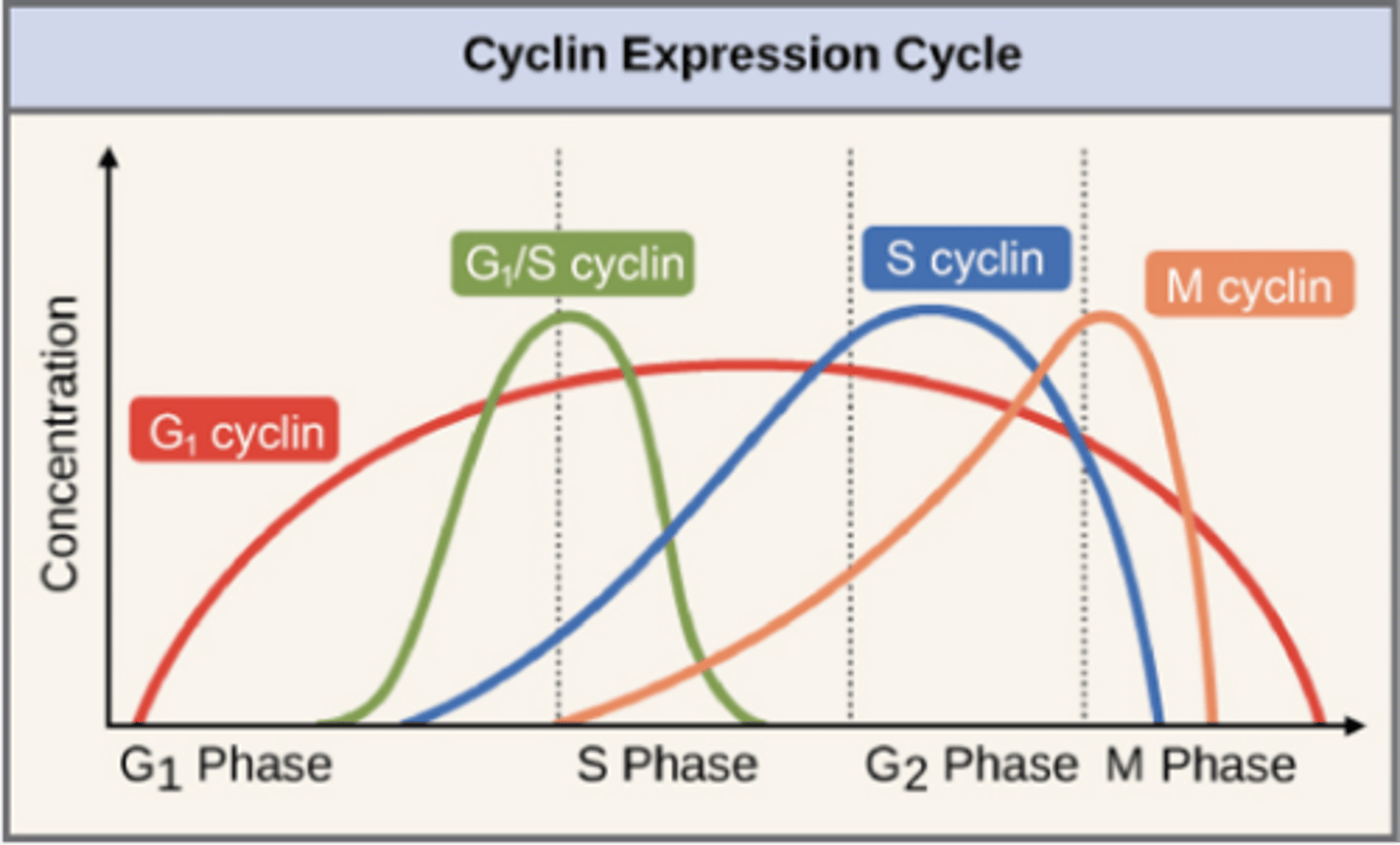 <p>What is a benign tumor?</p>