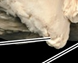 <p>What is the name of this bone in the skull?</p>