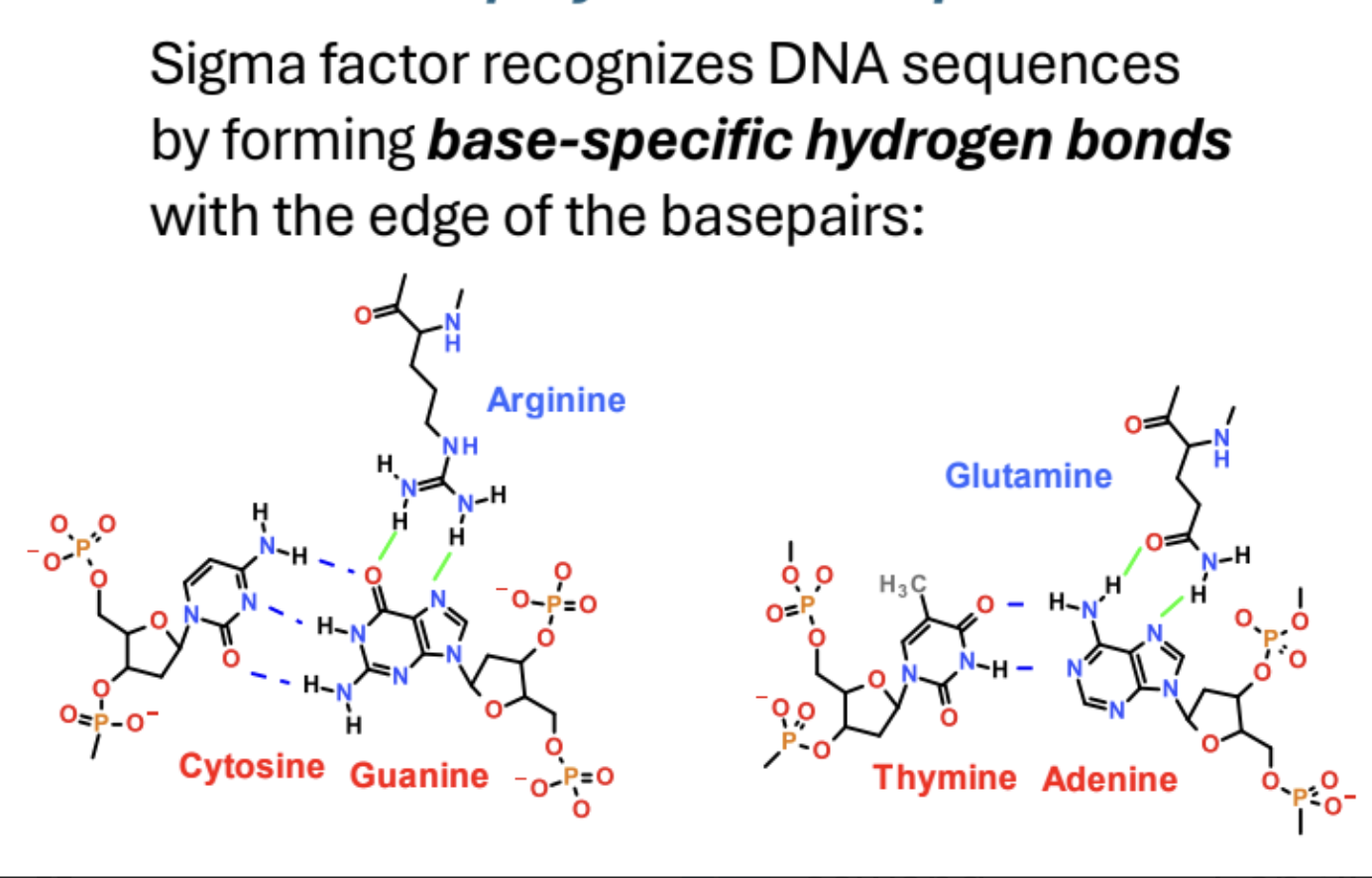 <p>Forms base specific hydrogen bonds with edges of base pairs. </p>
