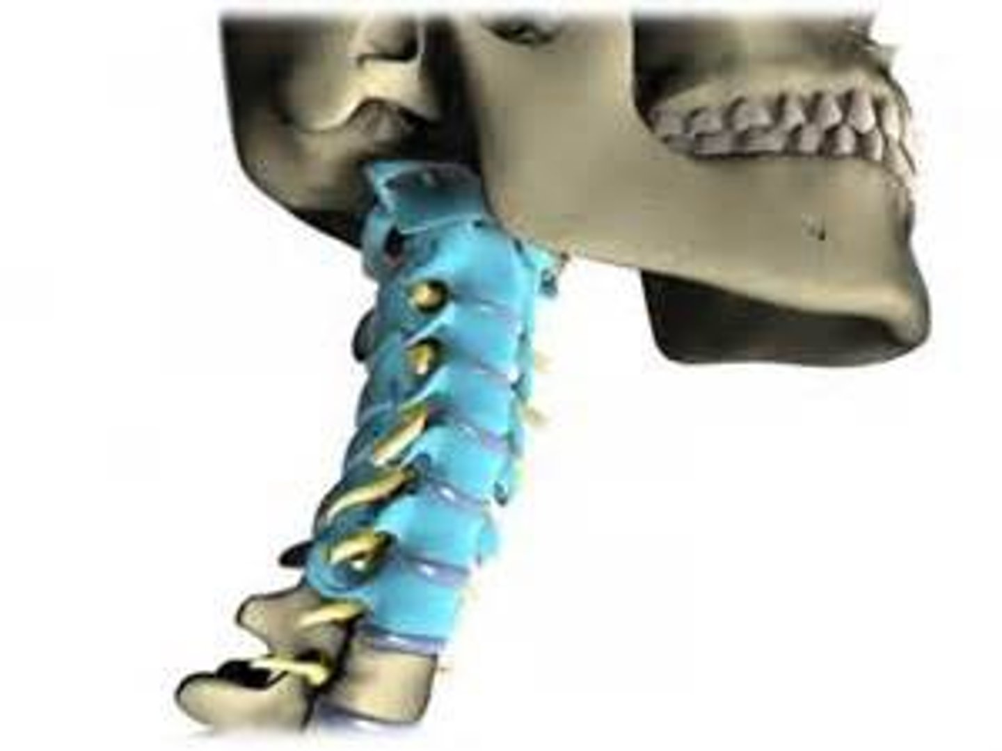 <p>First seven bones of the vertebrae, most prone for injury</p>