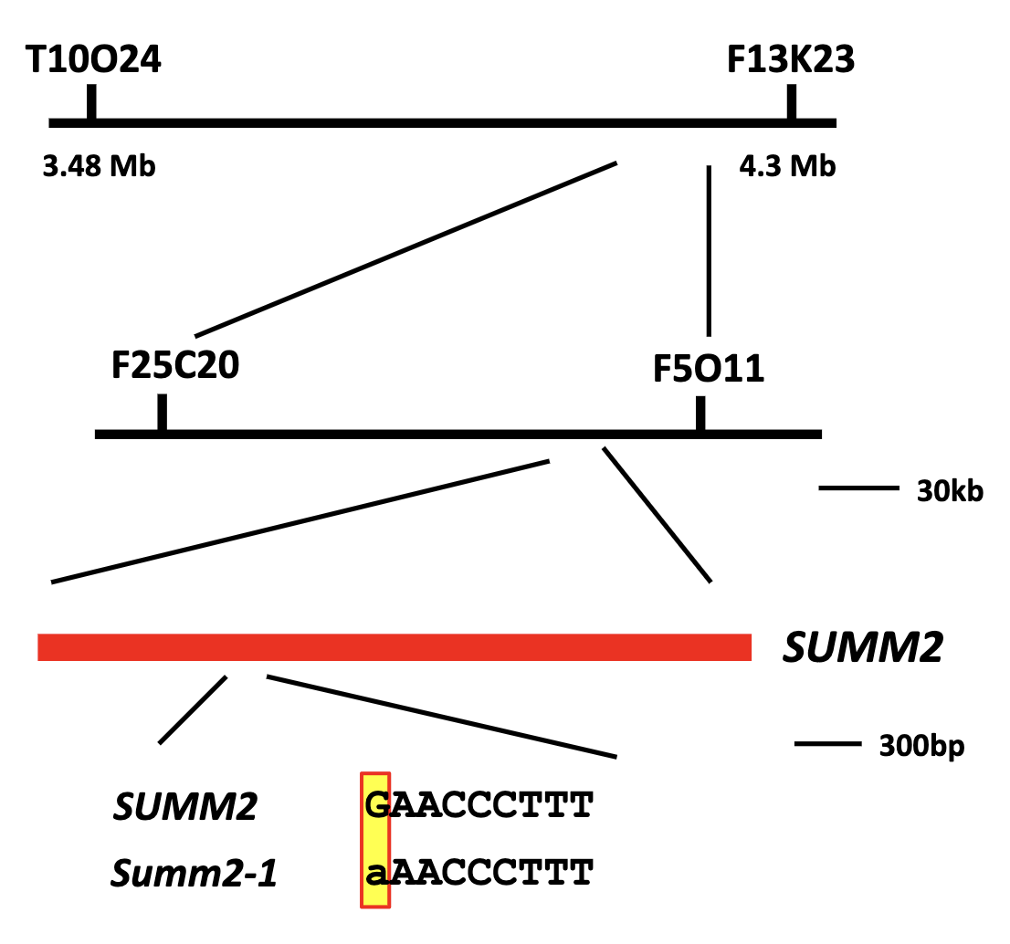 <ul><li><p>Linkage analysis and fine mapping located gene to a 300 bp region</p></li><li><p>Sequencing identified a point mutation in one of the genes.</p></li></ul><p>How do they know they cloned the right genes?</p><ul><li><p>other mutants in that same gene have the phenotype</p></li><li><p>acquired a different <em>lof</em> mutant that has T-DNA (plant transposon) within this suspected gene (strain <em>summ2-8</em>)</p><ul><li><p>this mutant is WT for all the other genes</p></li></ul></li><li><p>crossed this mutant w/ the <em>mkk1/2</em> mutant to see if the <em>summ2-8</em> mutation could suppress the <em>mkk1/2</em> phenotype</p></li><li><p>WT version of <em>summ2</em> promote apoptosis</p></li></ul><p></p>