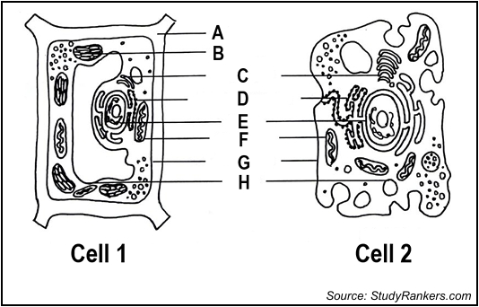 <p>which cell is the plant cell </p>