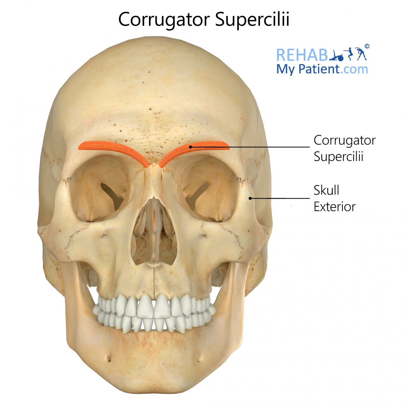 <p>Pulls the eyebrows toward the midline and downward, located beneath the eyebrows; involved in frowning.</p>
