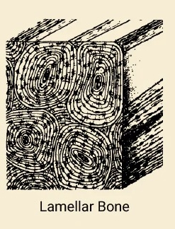 <p>Lamellar Bone</p>