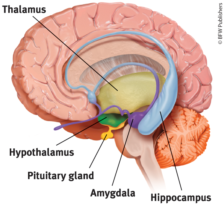 <p><span style="color: red;">neural system located mostly in the f<strong>ore brain </strong>that includes a group of brain structures involved in <strong>emotion and drives.</strong></span></p>