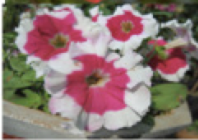<p>Both alleles show&nbsp;equally&nbsp;in the phenotype (e.g., AB blood type).</p>