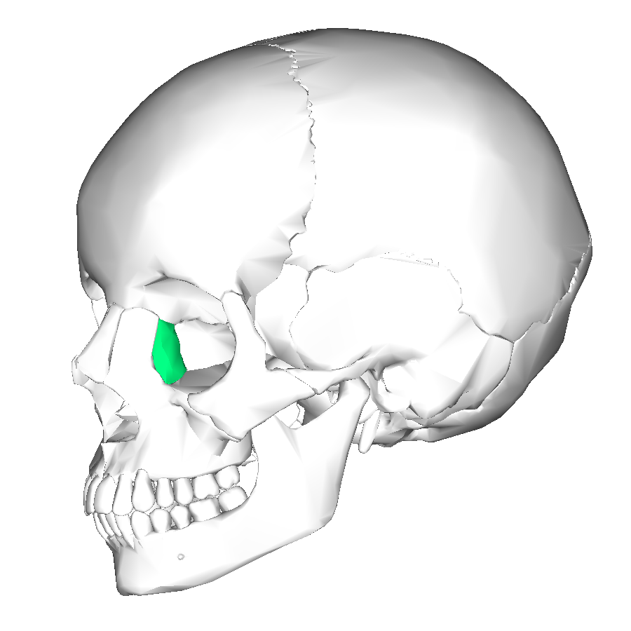 <p>Which of the following bones is shown in green on the image provided.</p><p>a. lacrimal</p><p></p><p>b. palatine</p><p></p><p>c. nasal</p><p></p><p>d. vomer</p><p></p>