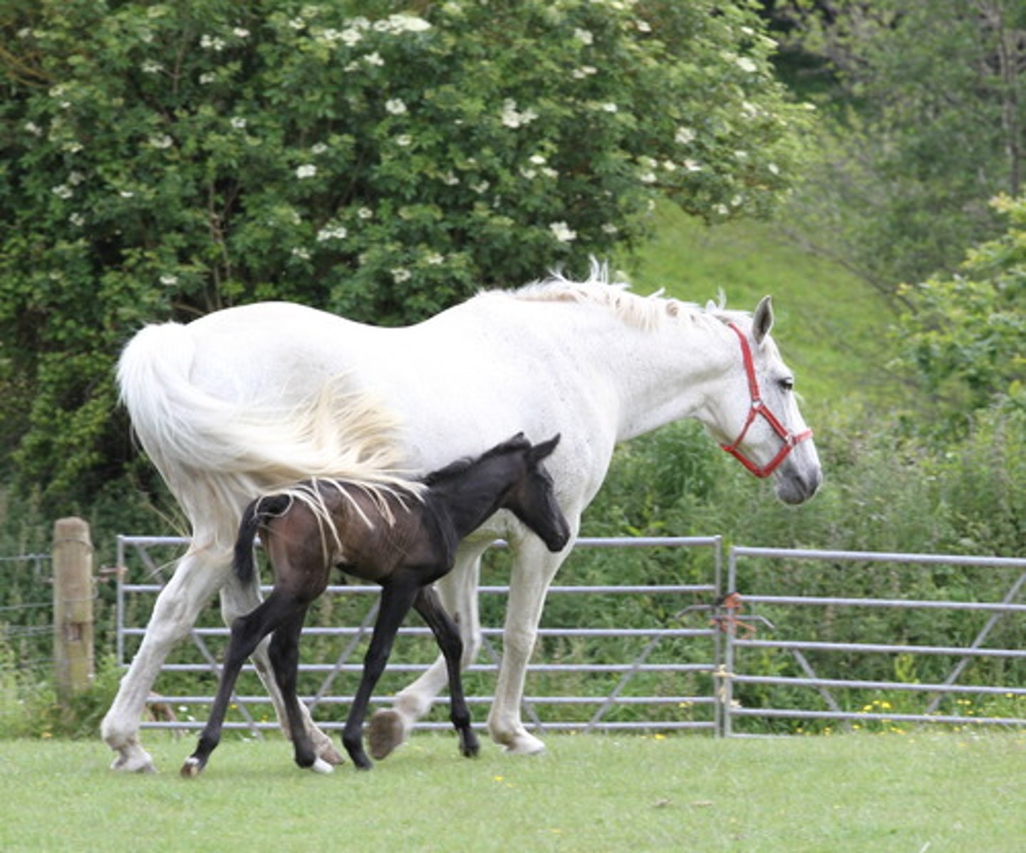<p>One offspring per birth</p>