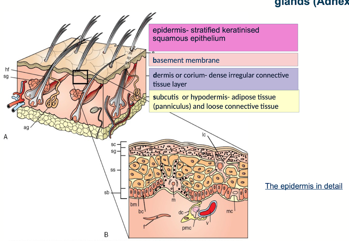 <ul><li><p><strong>Epidermis</strong></p><ul><li><p>stratified keratinized squamous epithelium</p></li></ul></li><li><p><strong>Basement membrane</strong></p></li><li><p><strong>Dermis or corium</strong></p><ul><li><p>dense irregular connective tissue layer</p></li></ul></li><li><p><strong>Hypodermis or subcutis</strong></p><ul><li><p>adipose tissue (panniculus) and loose connective tissue</p><p></p><p><strong>Adnexa: </strong>**Everything else: also contains hair follicles (Simple or compound) and skin associated glands (sebaceous glands, sweat glands (apocrine or eccrine)).</p></li></ul></li></ul><p></p>