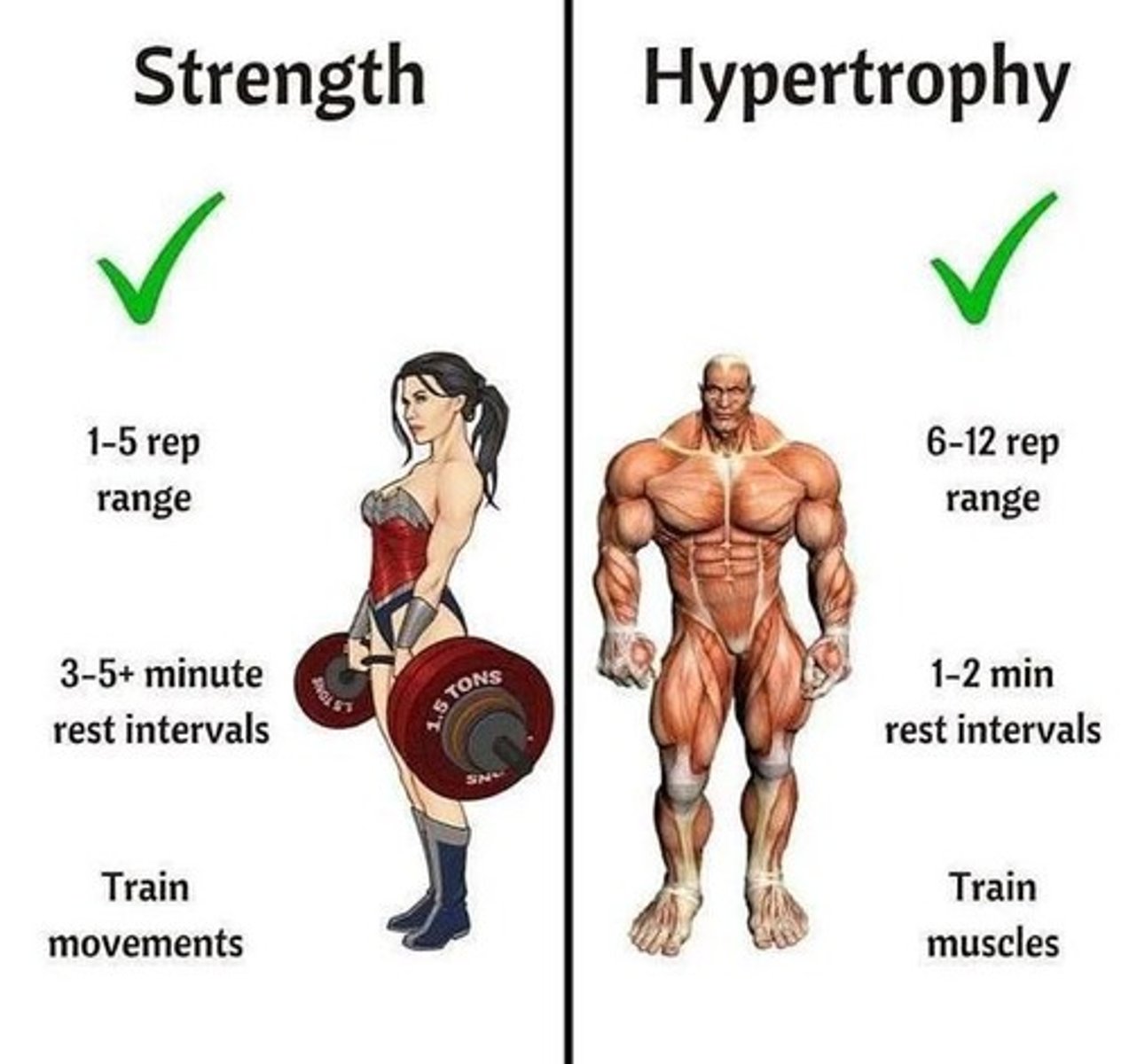<p>Muscle protein turnover increases due to an acceleration of both protein synthesis and degradation.</p>