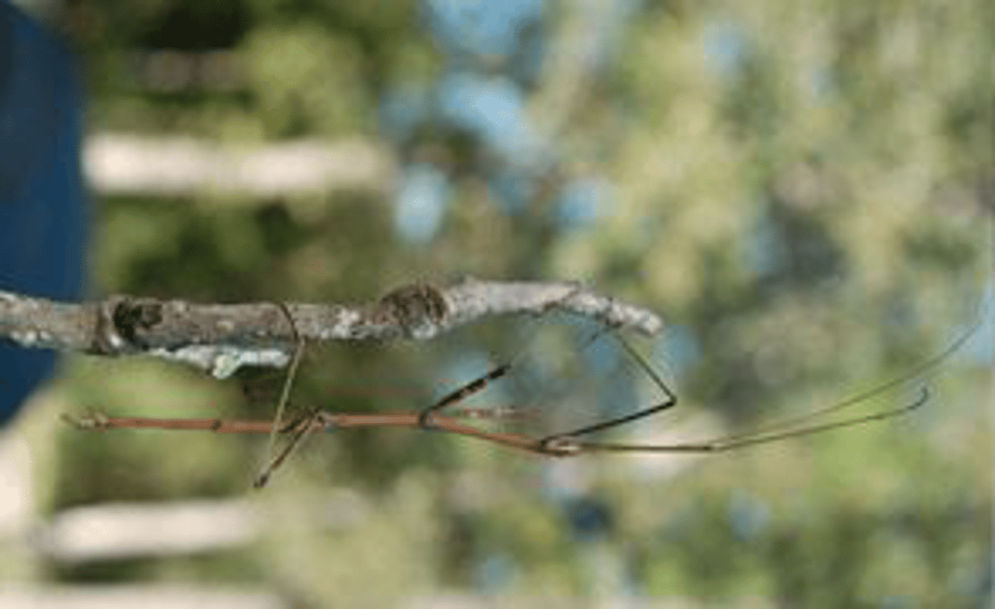 <p>Identify the insect shown:</p>