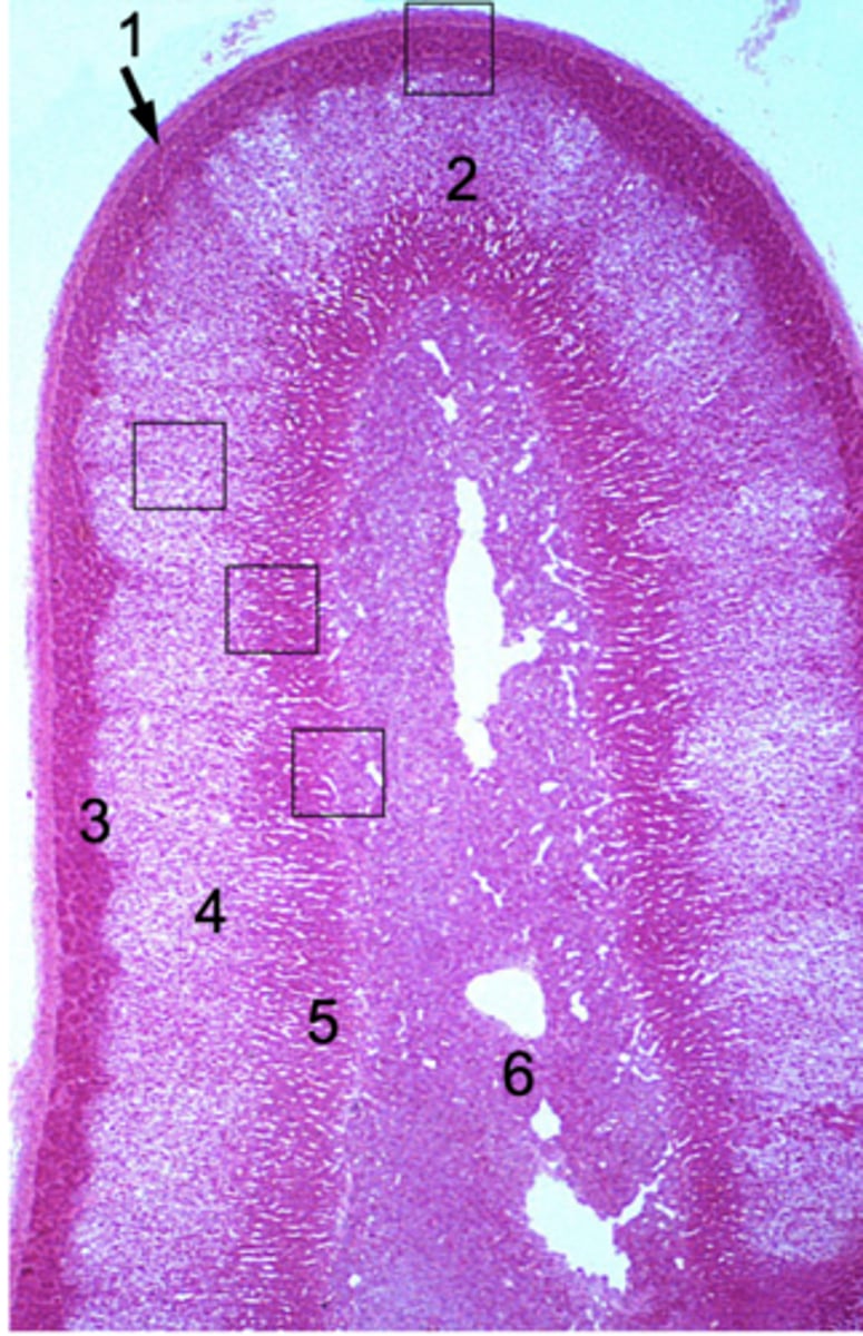 <p>ID #1:</p>