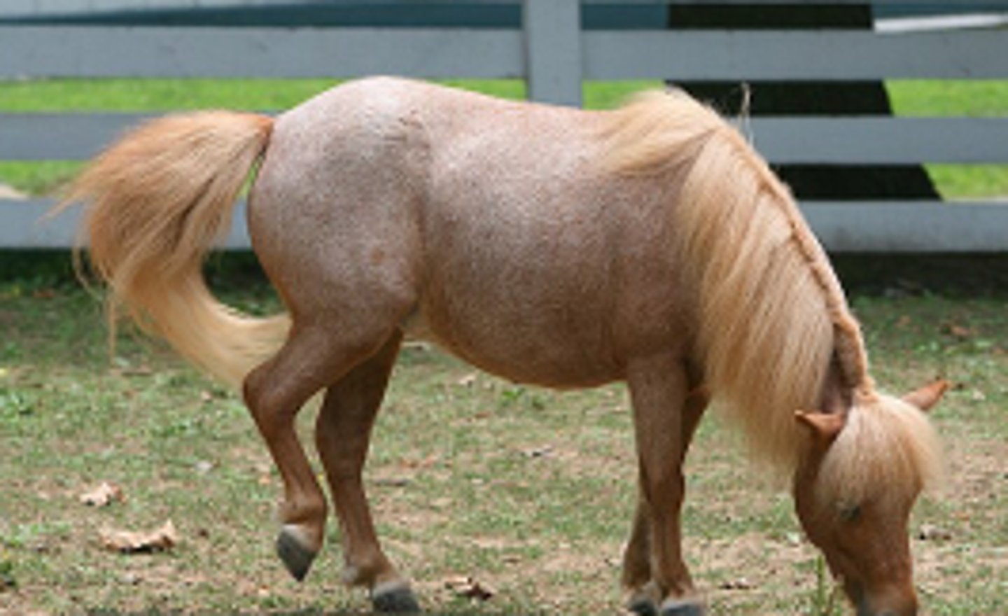 <p>type of roan with chestnut and bay roan aka Strawberry Roan</p>