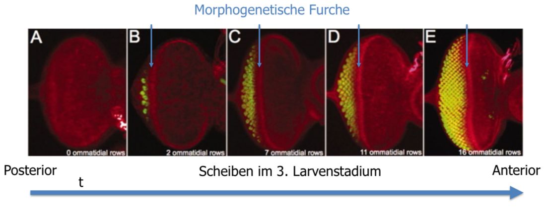 <ul><li><p>Bildung der Ommatidien beginnt mit Bildung der morphologischen Furche (posterior→anterior)</p></li><li><p>Färbung mit Antikörper, der die Photorezeptorzellen nach Determination erkennt</p></li><li><p>Gradient der Differenzierung von posterior nach anterior</p></li><li><p>alle Stadien der Ommatidienentwicklung i einer Scheibe</p></li><li><p>alle 2 Std wird eine neue Reihe von Ommatidien angelegt</p></li></ul>