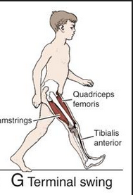 hip extending to 30º flexion