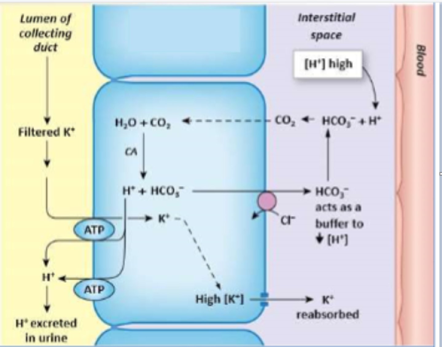 <p>Which cell type is depicted?</p>