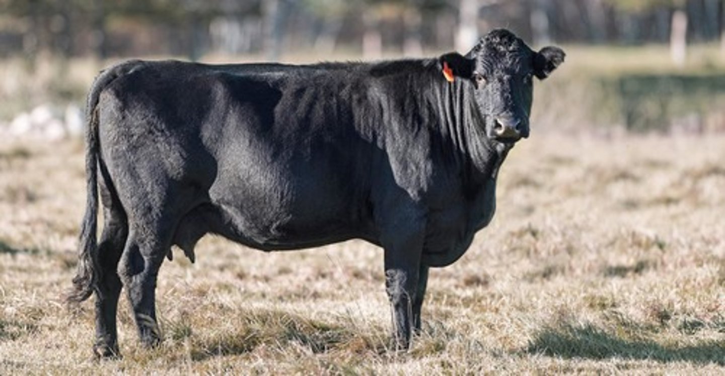 <p>What body condition would you score this female?</p>