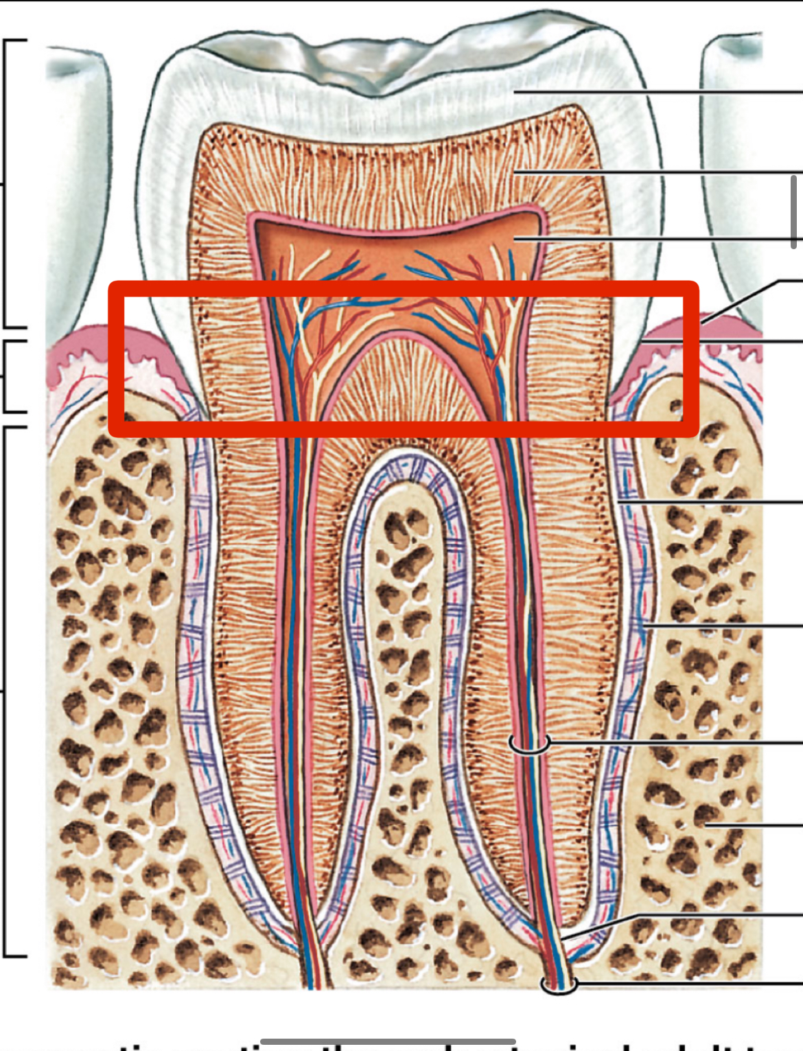 <p>What part of the tooth is this?</p>