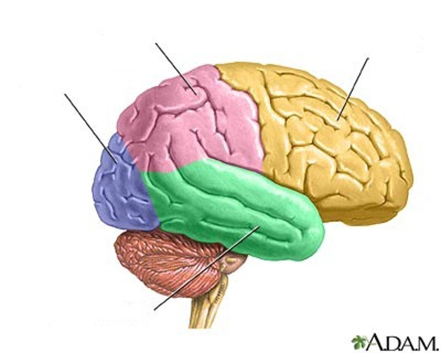 <p>Names of the 4 lobes of the brain.</p>