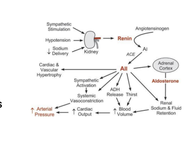 <ol><li><p><span style="background-color: transparent;"><span>Very common for hypertension and heart failure</span></span></p></li><li><p><span style="background-color: transparent;"><span>ACE inhibitor s and AT1 receptor blockers do teh following</span></span></p><ol><li><p><span style="background-color: transparent;"><span>Decrease arteriol pressure, ventricular afterload, blood volue, and ventricular preload</span></span></p></li><li><p><span style="background-color: transparent;"><span>They inhbit and reverse cardiac and vascular remodeling</span></span></p></li></ol></li></ol><p></p>