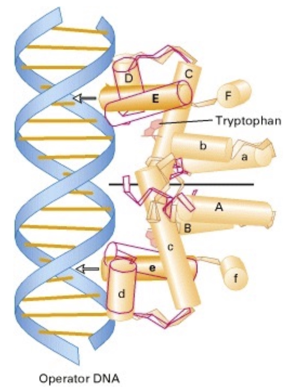 <ol><li><p>dimeric</p></li><li><p>di-<span>α helix </span></p></li><li><p><span> bound w/ Trp —&gt; TrpR can bind w/ major groove of DNA ( conformational change allows this)</span></p></li></ol><p></p>
