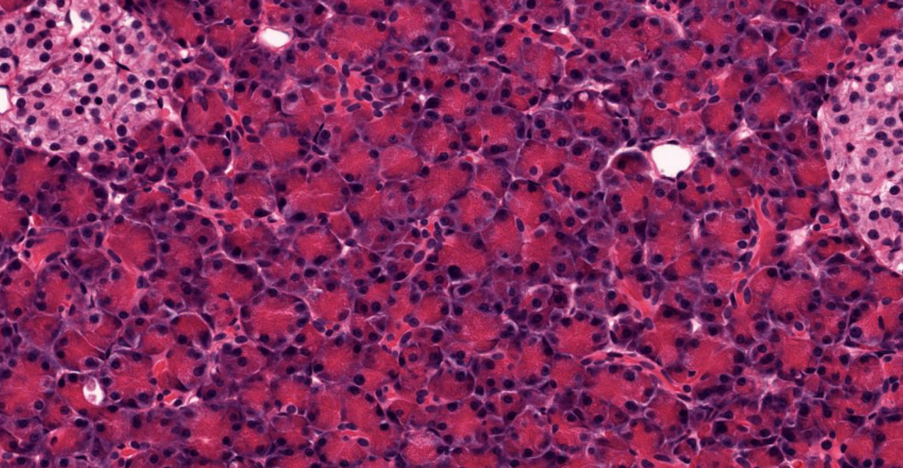 <p>cell type</p>