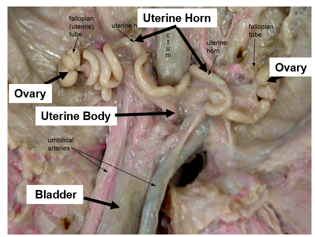 <p>female fetal pig reproductive sys</p>