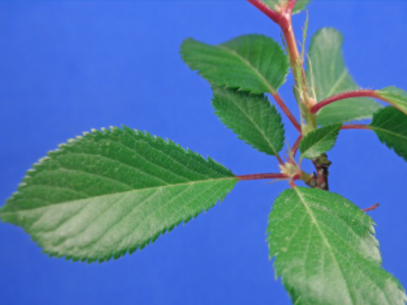<p>serrate, reddish leaves. apples, roses, pear, cherry, almond, black berry, plums</p>