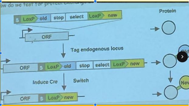 <p>How do we test for protein exchange at NPC? </p>