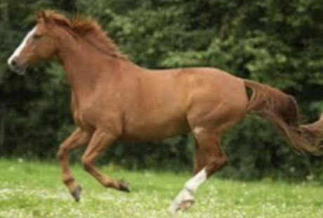 <p>ginger coat, main and tail (can vary in shade)</p>