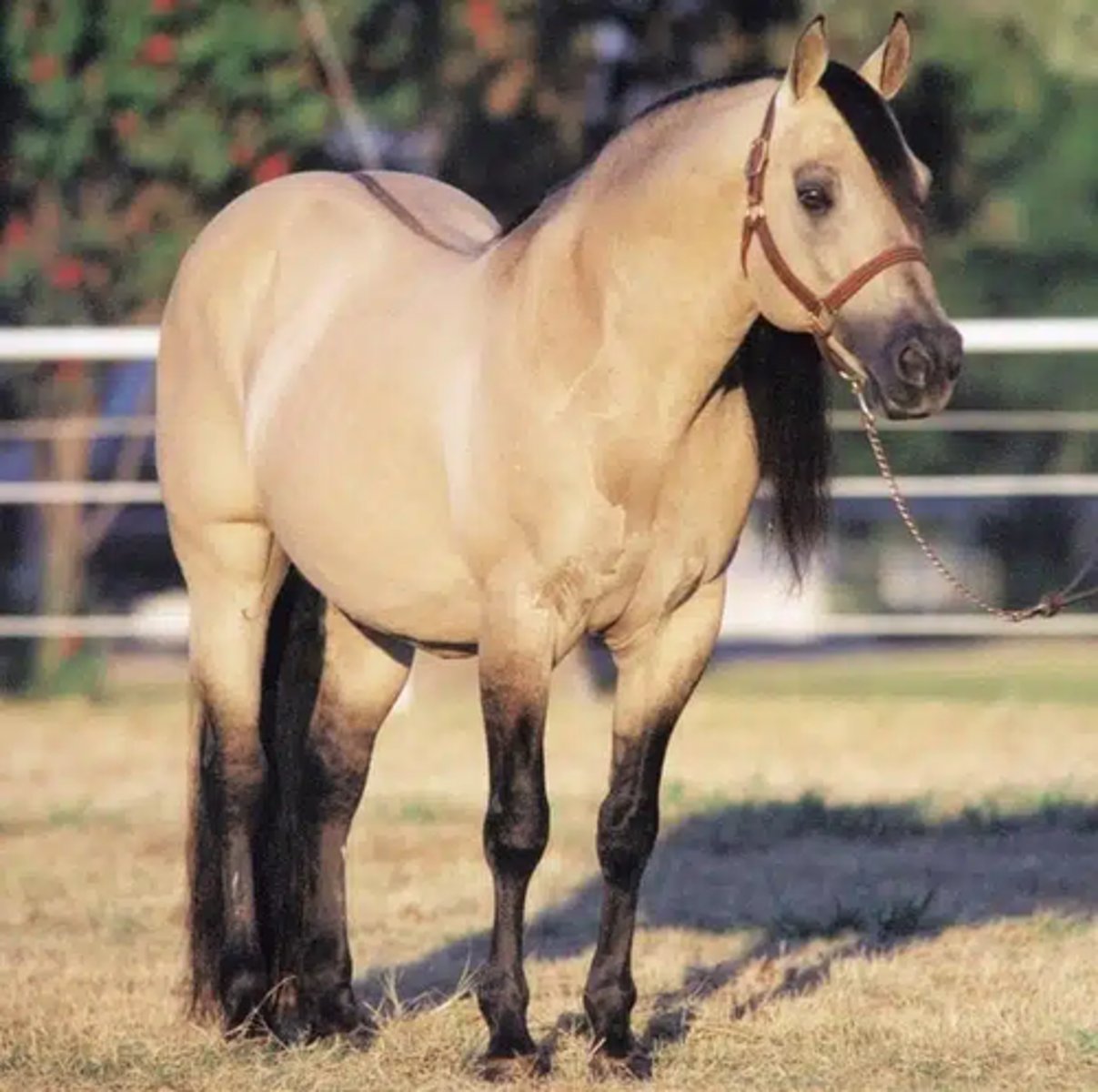 <p>what color is this horse</p>