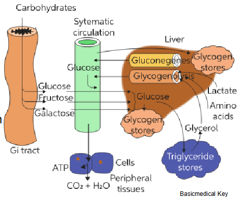 <p>- Glucose supply = intermittent and body's metabolic demands vary ... glycogen stores mobilised and utilised when required</p><p>- Key organs: liver, brain, skeletal muscle, pancreas, adipose, kidney</p><p>- How do we regulate metabolic pathways</p><p>- Turn on/off specific enzymes</p><p>- Allosteric regulation and hormonal regulation are key to glucose homeostasis: some processes are faster than others</p><p>.</p><p>- basically diagram shows the path of glucose from GI tract to body</p><p>- some glucose goes to peripheral tissues where it is used to make ATP, the rest goes to the liver where it is stored as glycogen</p>