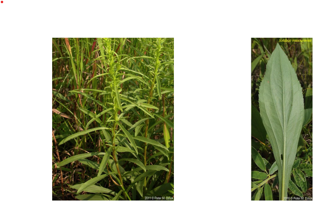 <p>Rhizomatous forb with alternate leaves with entire/lightly serrated margins, with 3-5 viens, that reaches 1-3 ft tall.</p>