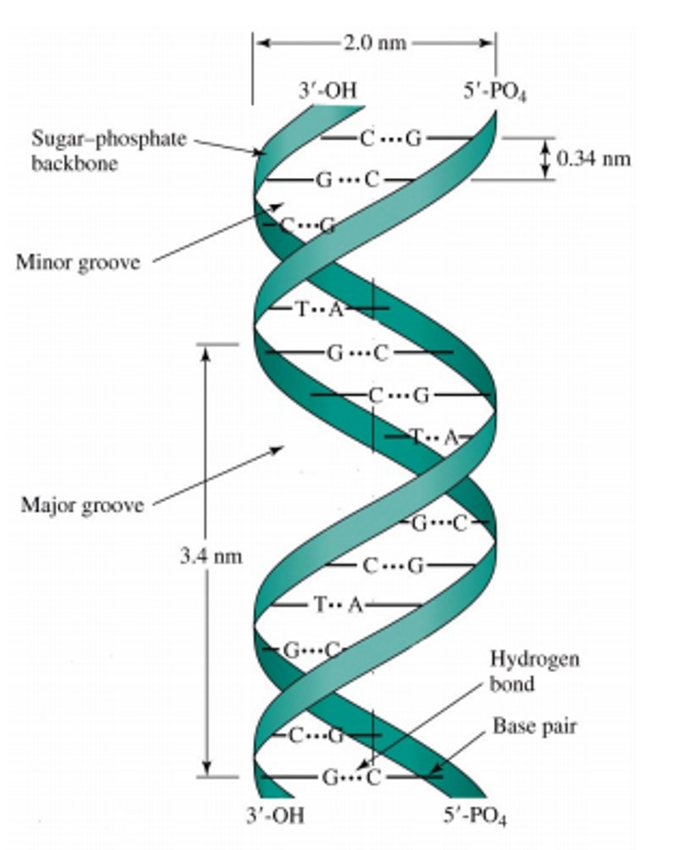 <p>--Strands form a double helix (Sugar-phosphate backbone faces exterior and Nitrogenous bases face interior)<br>--Base pairing referred to as complementary (A=T &amp; G=C)</p>