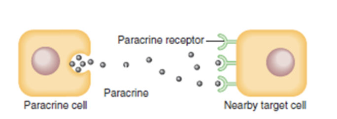<p>-Released from secretory cells and act upon target cells that are not too distant</p>