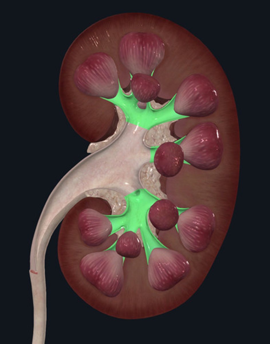<p>ID Structure Highlighted Green</p>