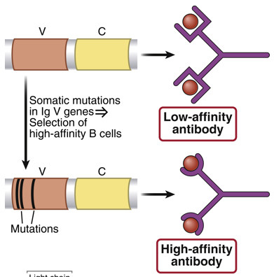 <p>No, affinity maturation does not change the antigen specificity of the antibody. It only improves the binding affinity for the same antigen, making the antibody more effective at recognizing and binding to that specific antigen.</p>